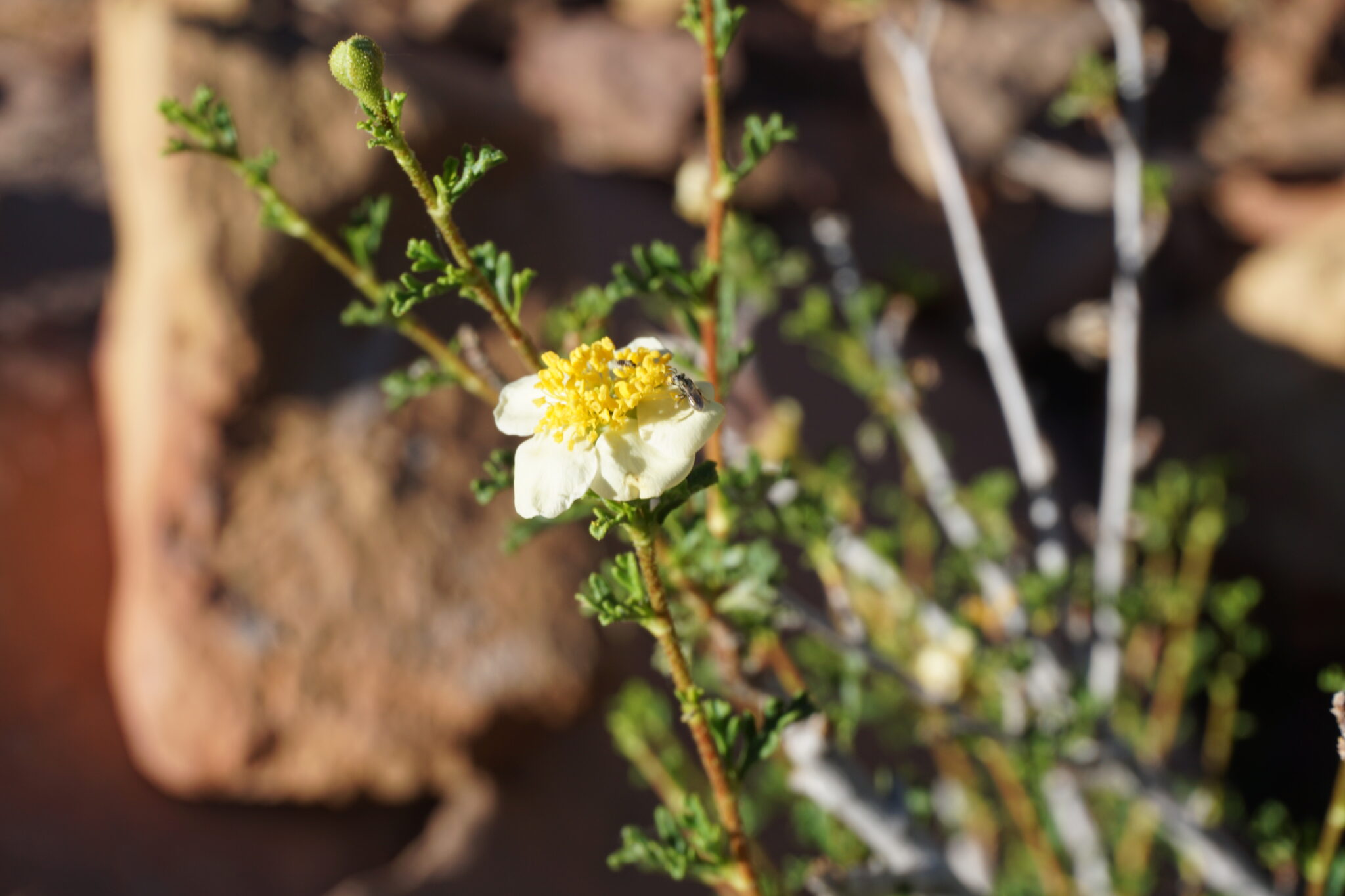 Cliff Rose 2 – Mars Desert Research Station